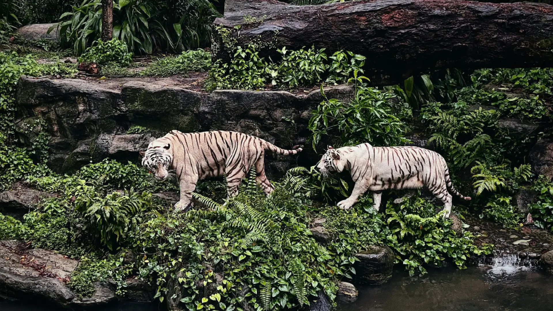 Two white tigers walking along a rocky, jungle-lined water edge at the Singapore Zoo.