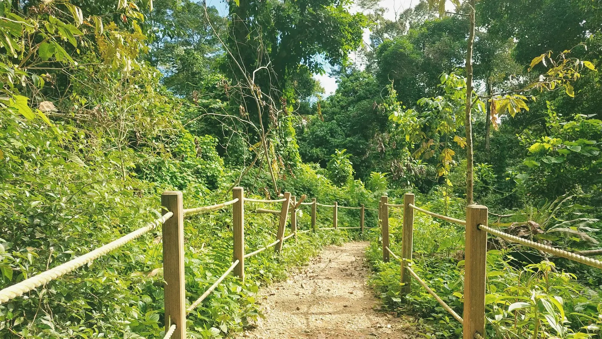 Dirt trail with rope railings winding through dense green forest in Singapore.