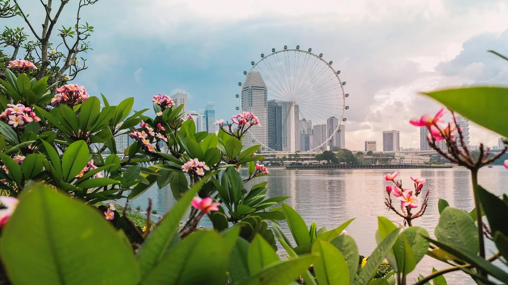 Singapore Flyer and city skyline reflected over Marina Bay, framed by pink frangipani flowers.