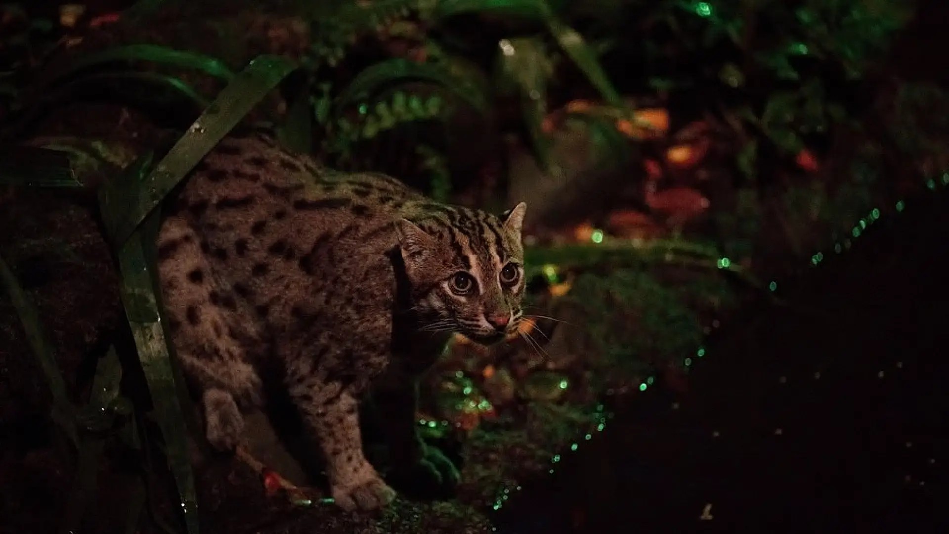 Fishing cat at the Night Safari in Singapore, crouched near water under soft moonlit-style lighting.