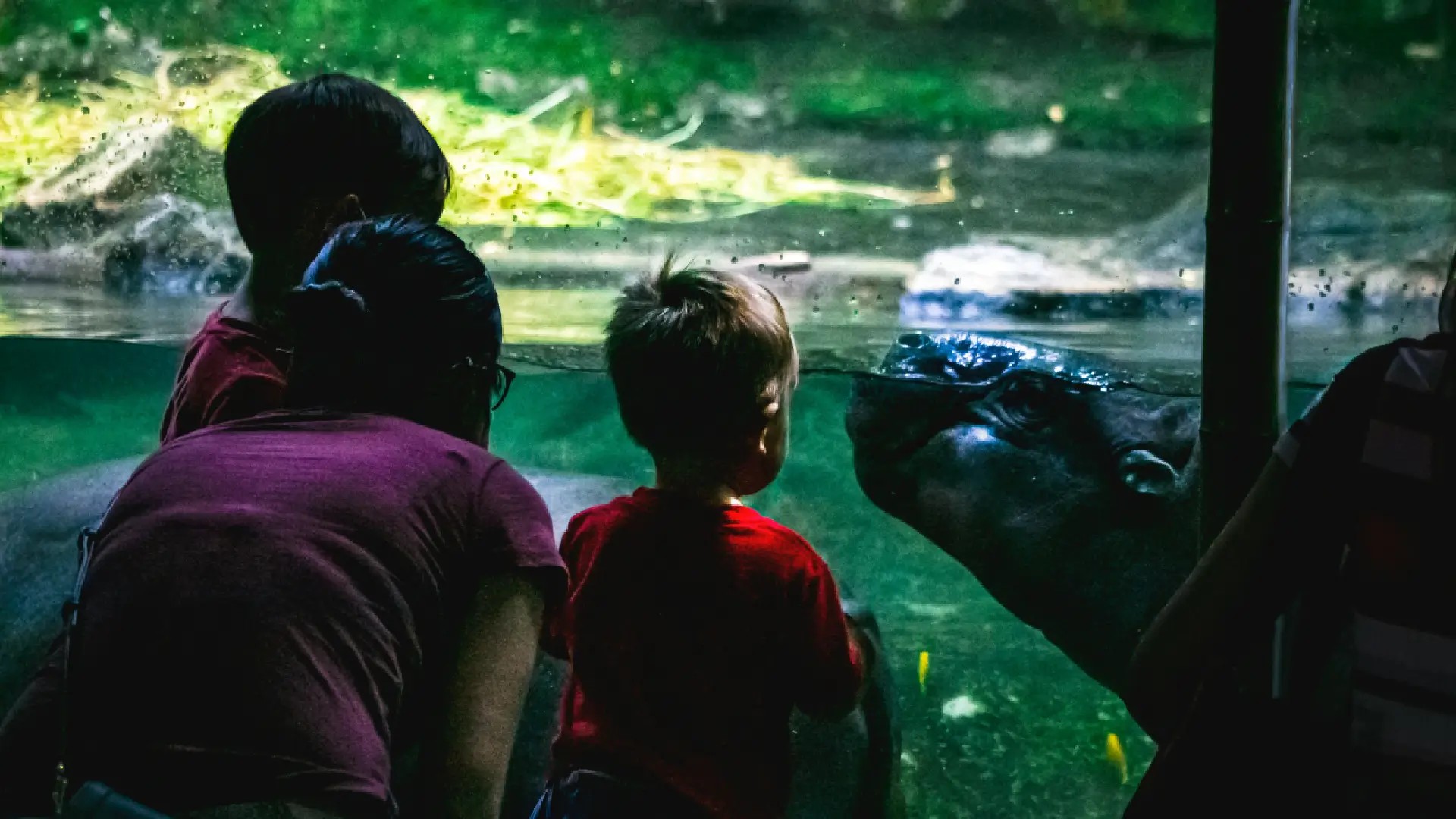 Family watching a hippo through an underwater viewing window at Singapore Zoo, offering a close-up wildlife encounter.