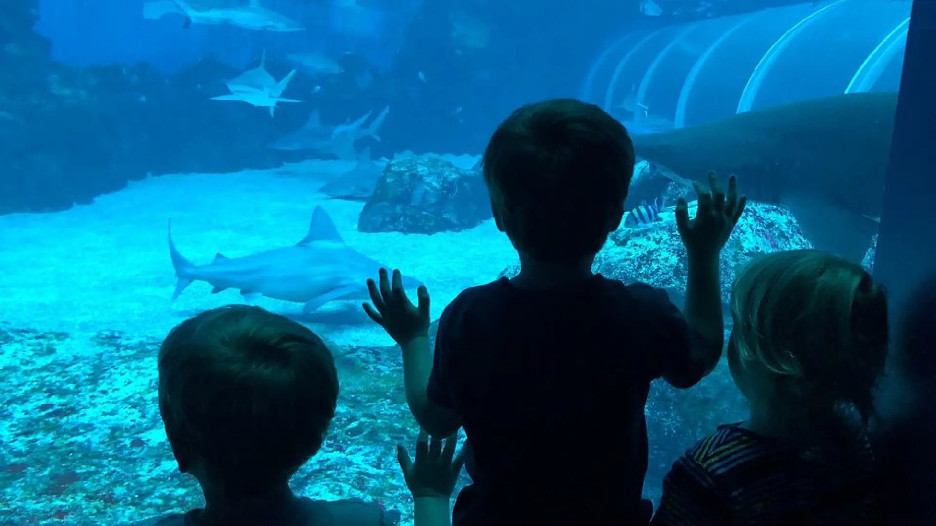 Children watching sharks and marine life through a large viewing panel at the Singapore Oceanarium.