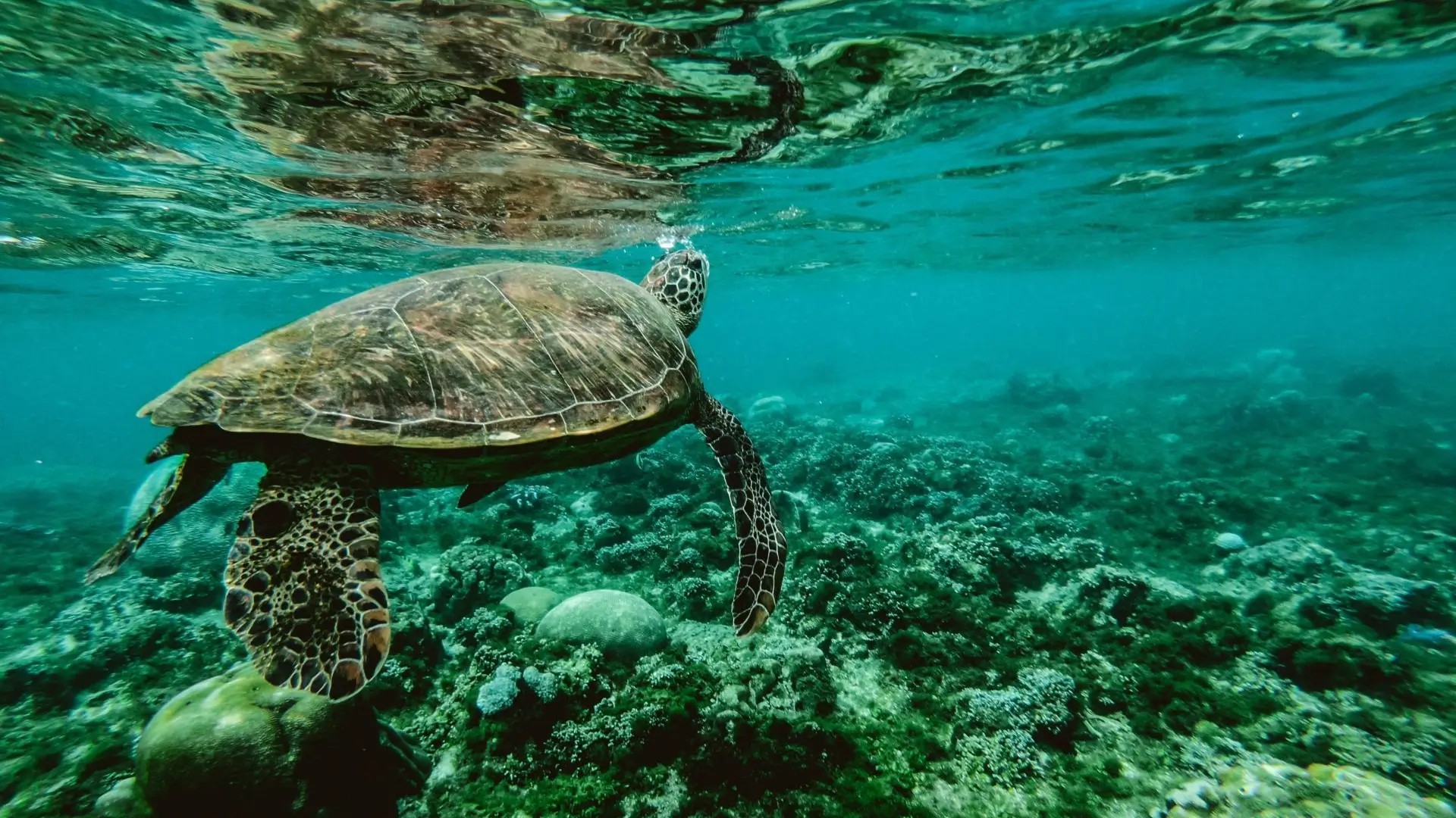 Sea turtle swimming over a coral reef at Pulau Hantu, a popular scuba diving spot showcasing Singapore’s marine biodiversity.