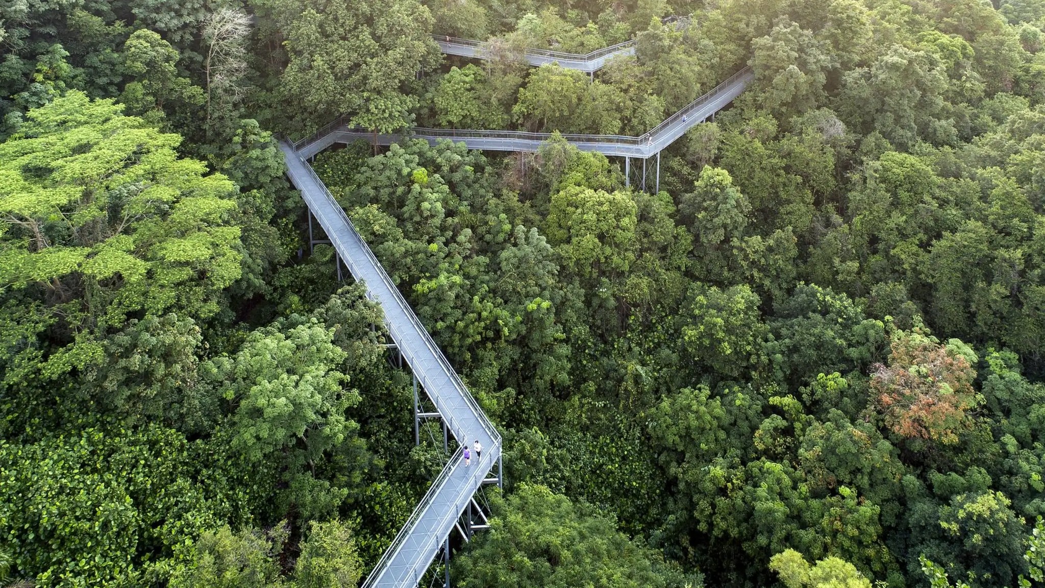 Aerial view of the Southern Ridges Forest Walk in Singapore, with elevated pathways winding through lush greenery.