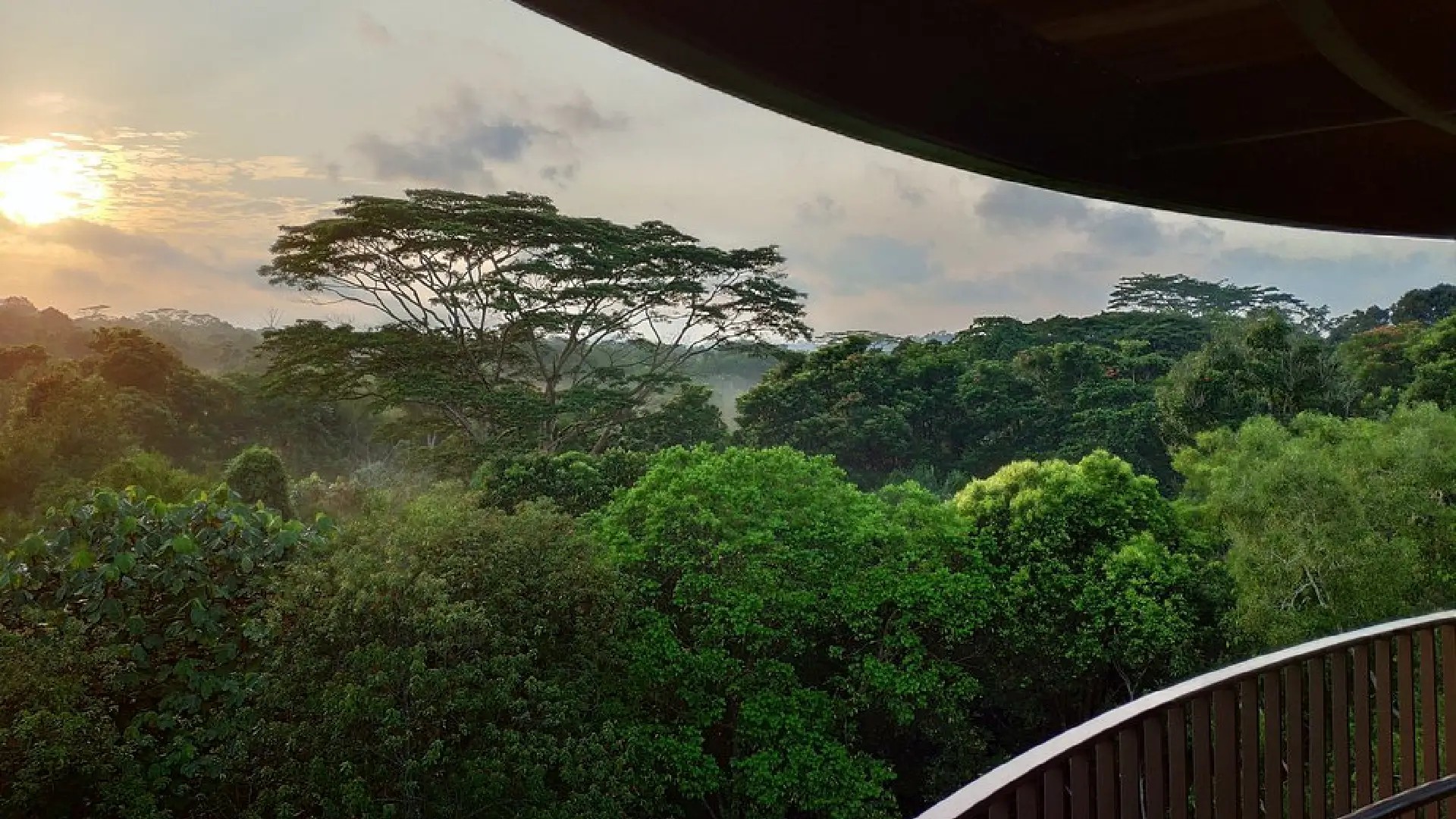 View across forest canopy at Chestnut Nature Park, a popular spot for hiking and mountain biking in Singapore.