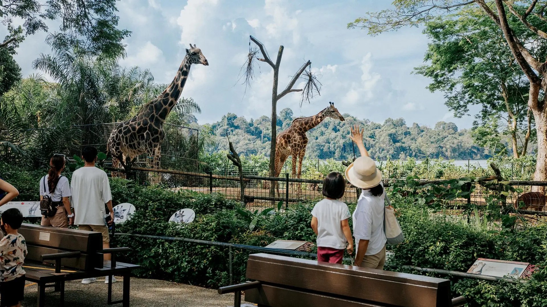 Family watching giraffes at Singapore Zoo, a popular outdoor attraction for kids and adults at Mandai Wildlife Reserve.