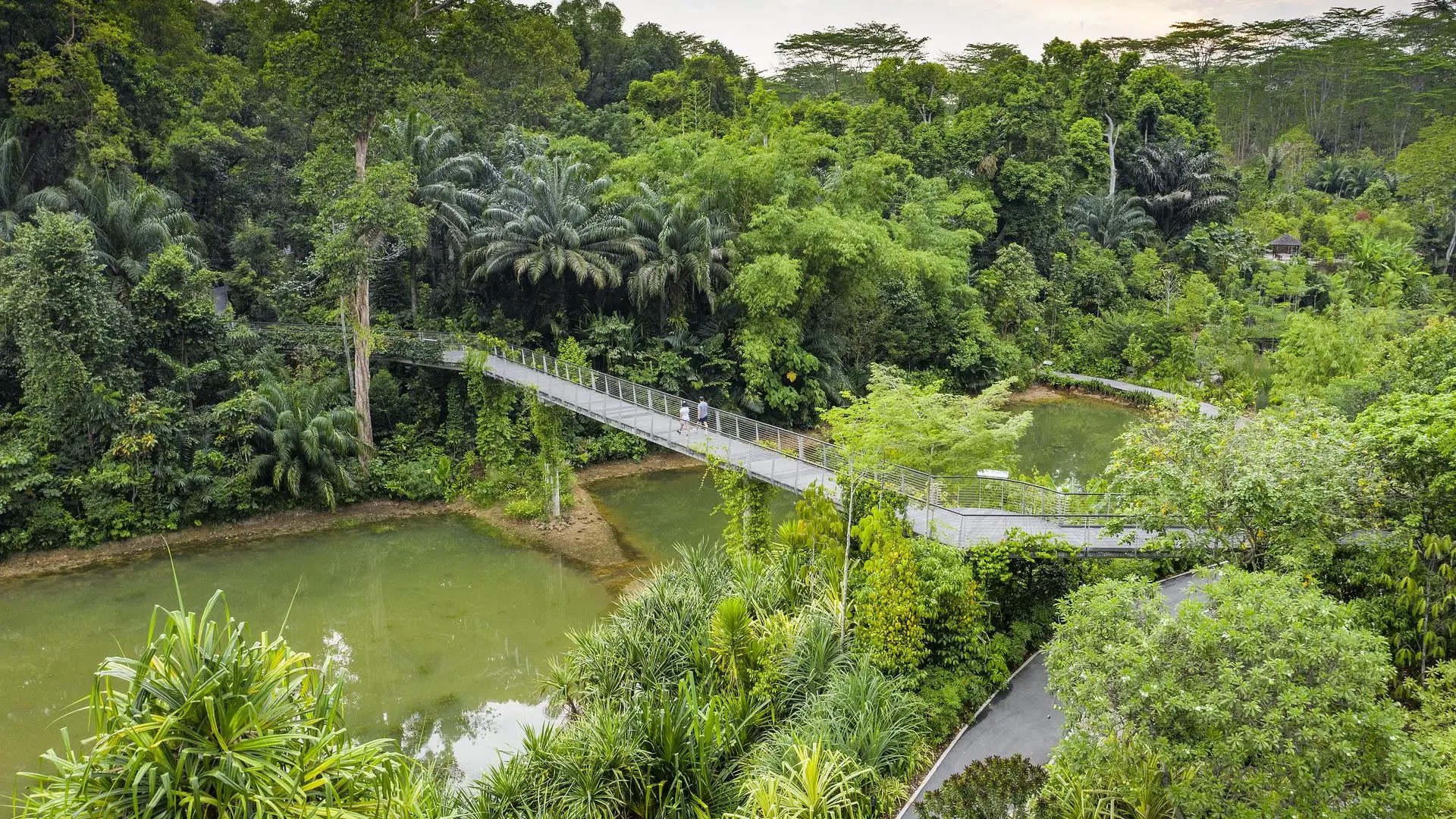 Visitors walking across a scenic bridge surrounded by lush greenery at Singapore Botanic Gardens, a peaceful city retreat.