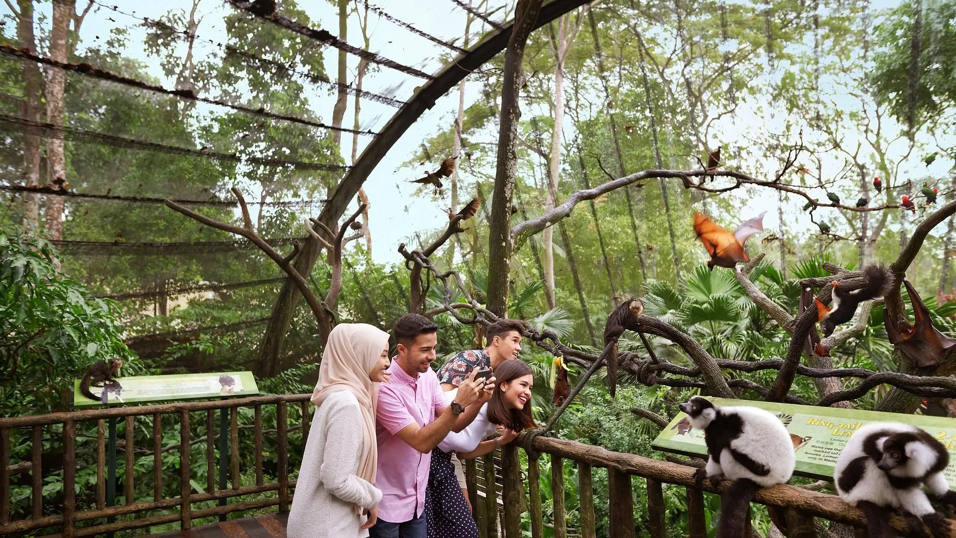 Visitors observing ring-tailed lemurs and flying birds along a raised wooden walkway at Singapore Zoo’s Mandai Wildlife Reserve, surrounded by lush rainforest greenery.