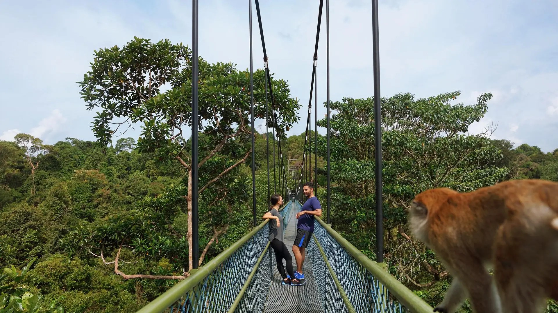 Visitors on the MacRitchie Treetop Walk suspension bridge above Singapore’s rainforest canopy.