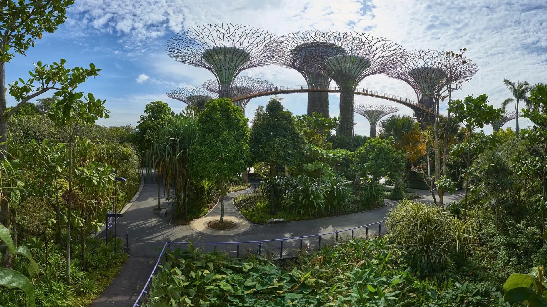 Morning view of Gardens by the Bay’s Supertree Grove surrounded by lush greenery and walking paths in Singapore.