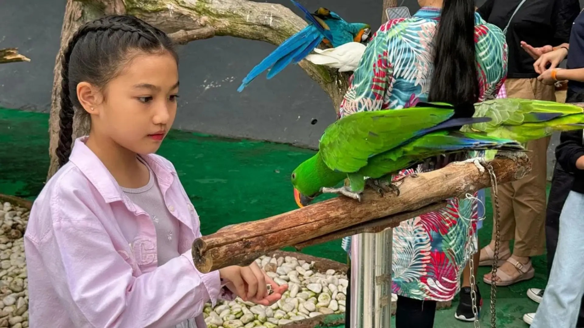 Child interacting with colourful parrots at 99 Wonderland Park in Kuala Lumpur
